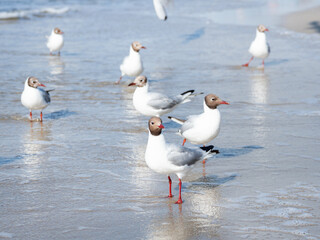 Black-headed gulls stand in sea surf. Water birds Chroicocephalus ridibundus on seaside at sunny day.