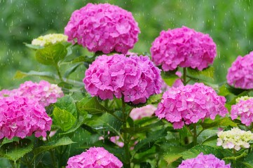 雨とあじいさい　雨を強調