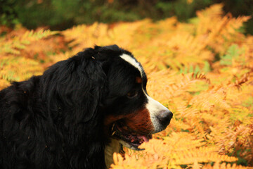 bernese mountain dog