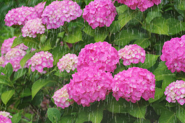 雨とあじいさい　雨を強調