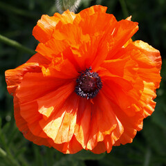 Natural spring poppies and daisy in the meadow