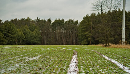 Pole z zielonym zbożem ozimym i wyjeżdżona przez nie droga , przyprószone , śniegiem na tle...
