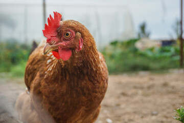 Lohmann Brown chicken in the farm. A single red hen walking in the yard in the countryside.