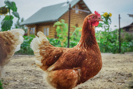 Lohmann Brown chicken walking in the yard in the countryside. A wooden village house and sunflowers are in the background.