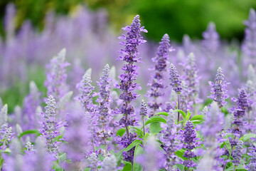 Stunning Bunches of Lavender Flowers Blooming in the Field with Selective Focus