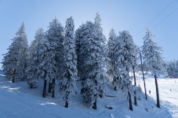 snow covered trees in the mountains, Postavaru Mountains, Romania 