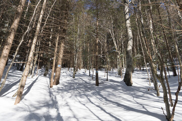 trees in the snow, Padina Lautei Route, Postavaru Mountains, Romania 