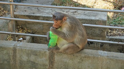 Bangalore,Karnataka,India-March 03 2022: Pregnant indian macaque monkey stealing and drinking water...