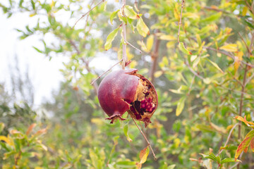 Cracked overripe pomegranate on a branch in orchard
