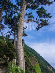 Fototapeta na wymiar 夏の西伊豆「黄金崎」の松林