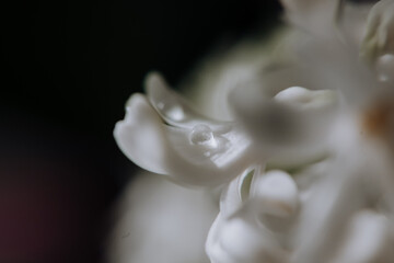 Fototapeta na wymiar White hyacinth flowers with droplets close-up photo