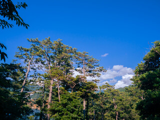 夏の西伊豆「黄金崎」の松林