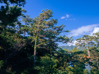 夏の西伊豆「黄金崎」の松林