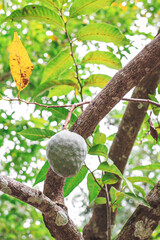 Ripe green cherimoya, exotic fruit of tasty flavor growing on a tree in the Mexican jungle,. Custard Apple, tropical fruit. Healthy food concept. Sugar Apple on branch surrounded with leaves.