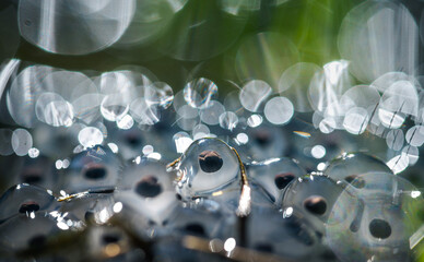 frog eggs on water surface
