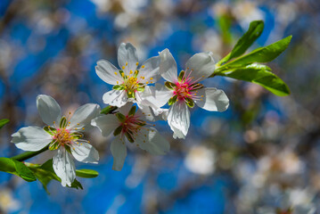 DATCA, TURKEY: Flowers almond tree in the flowering period on a sunny day.