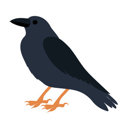 Raven flat design, isolated vector