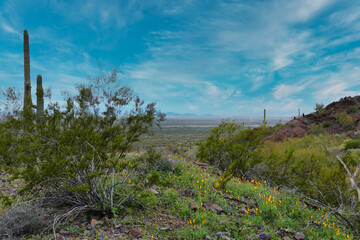 Fototapeta premium View from Picacho Peak State Park in the Sonoran Desert, between Tucson and Phoenix, Arizona. Orange poppies and green vegetation after a winter rainstorm. 
