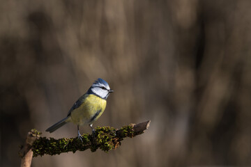 Blue Tit (Cyanistes caeruleus) perched in garden