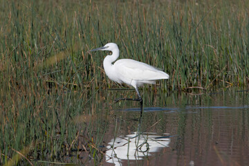 Little Egret in la Charca Suarez Motril Spain.