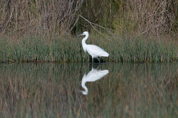 Little Egret in la Charca Suarez Motril Spain.