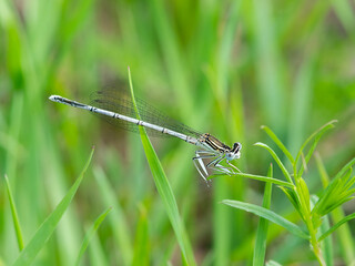 A blue featherleg damselfly resting on a plant