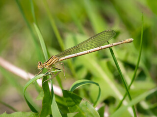 A blue featherleg damselfly resting on a plant
