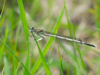 A blue featherleg damselfly resting on a plant