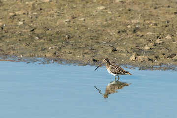 A common snipe standing in the water