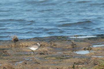 A Grey Plover walking on the shore