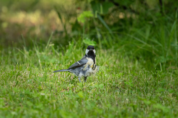 A great tit in the garden in summer