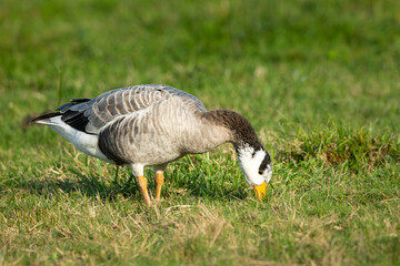 A bar headed goose feeding in a meadow