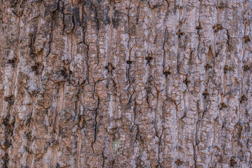 Tree with woodpecker holes