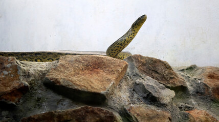 The rock python snake stands on the rock. Against the background of the pale white wall