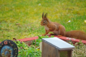 Eichhörnchen


