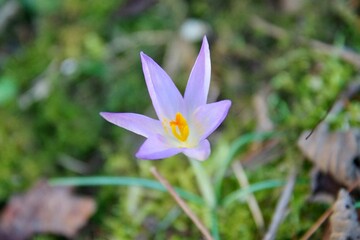 Krokus