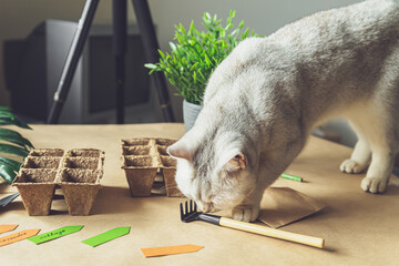 Curious British cat helps to plant seeds in the home garden.