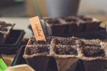Vegetable seeds in the soil in the home garden.