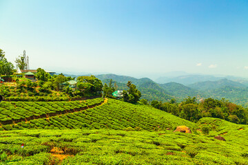 Fototapeta premium Landscape view of a tea plantation.