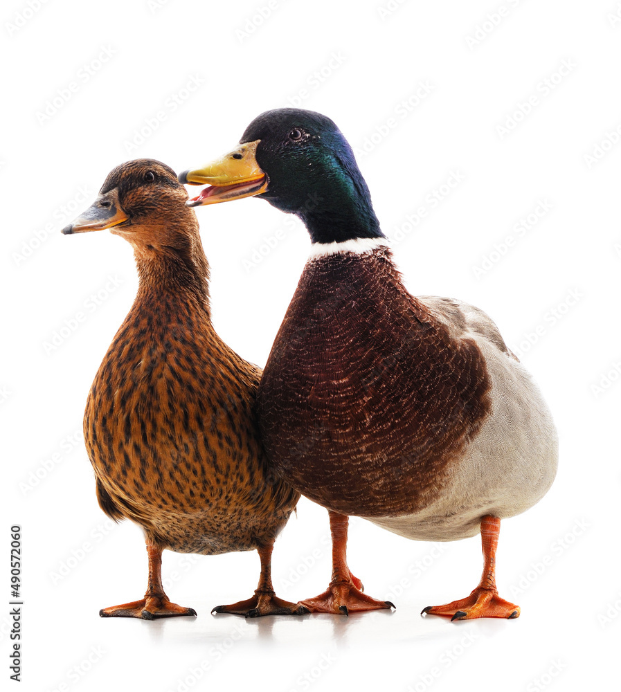 Canvas Prints Two wild duck.