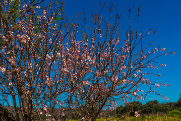 DATCA, TURKEY: Pink almond tree flowers during the flowering period on a sunny day.