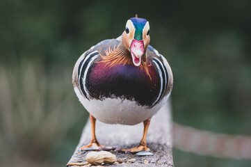 Mandarinente Nahaufnahme