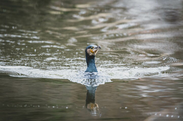 Kormoran in Berliner Stadtpark