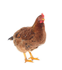 Small brown chicken.