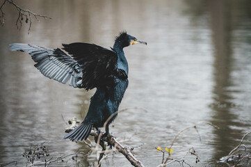 Kormoran in Berliner Stadtpark