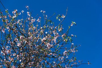 DATCA, MUGLA, TURKEY: Flowers on the branch of an almond tree during the flowering period on a sunny day.