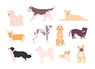 Set of different breeds of dogs in poses. Corgi, Jack Russell Terrier, Dalmatian, dachshund, pug and husky vector set. Jack russell terrier, golden retriever, cocker spaniel