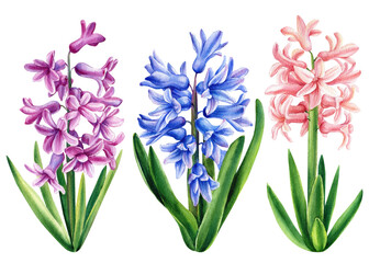 Naklejka na ściany i meble Spring hyacinth flower on isolated white background, watercolor illustration, botanical painting
