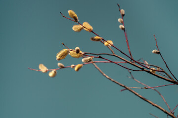 Easter or spring plot with branches with fluffy willow buds