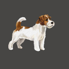 Dog. Jack Russell Terrier. Breed. Digital illustration, pet portrait
